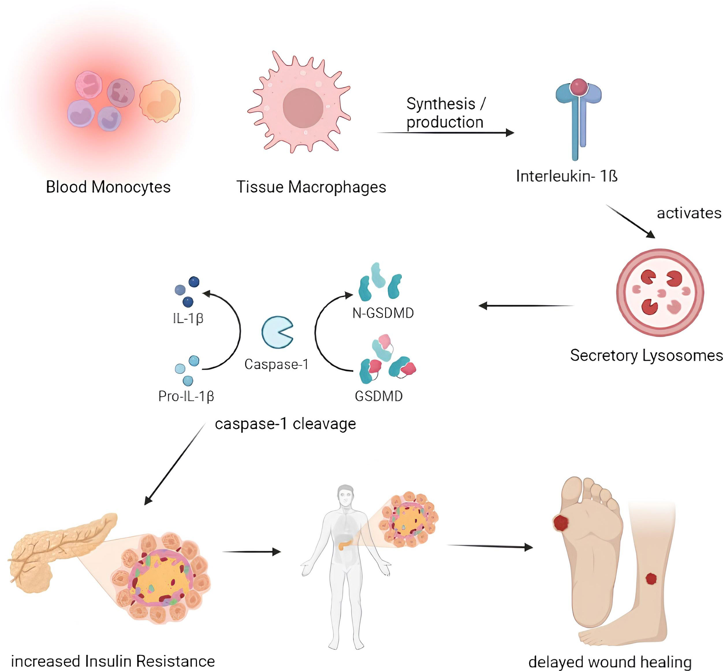 Frontiers  Exploring the contribution of pro-inflammatory cytokines to  impaired wound healing in diabetes