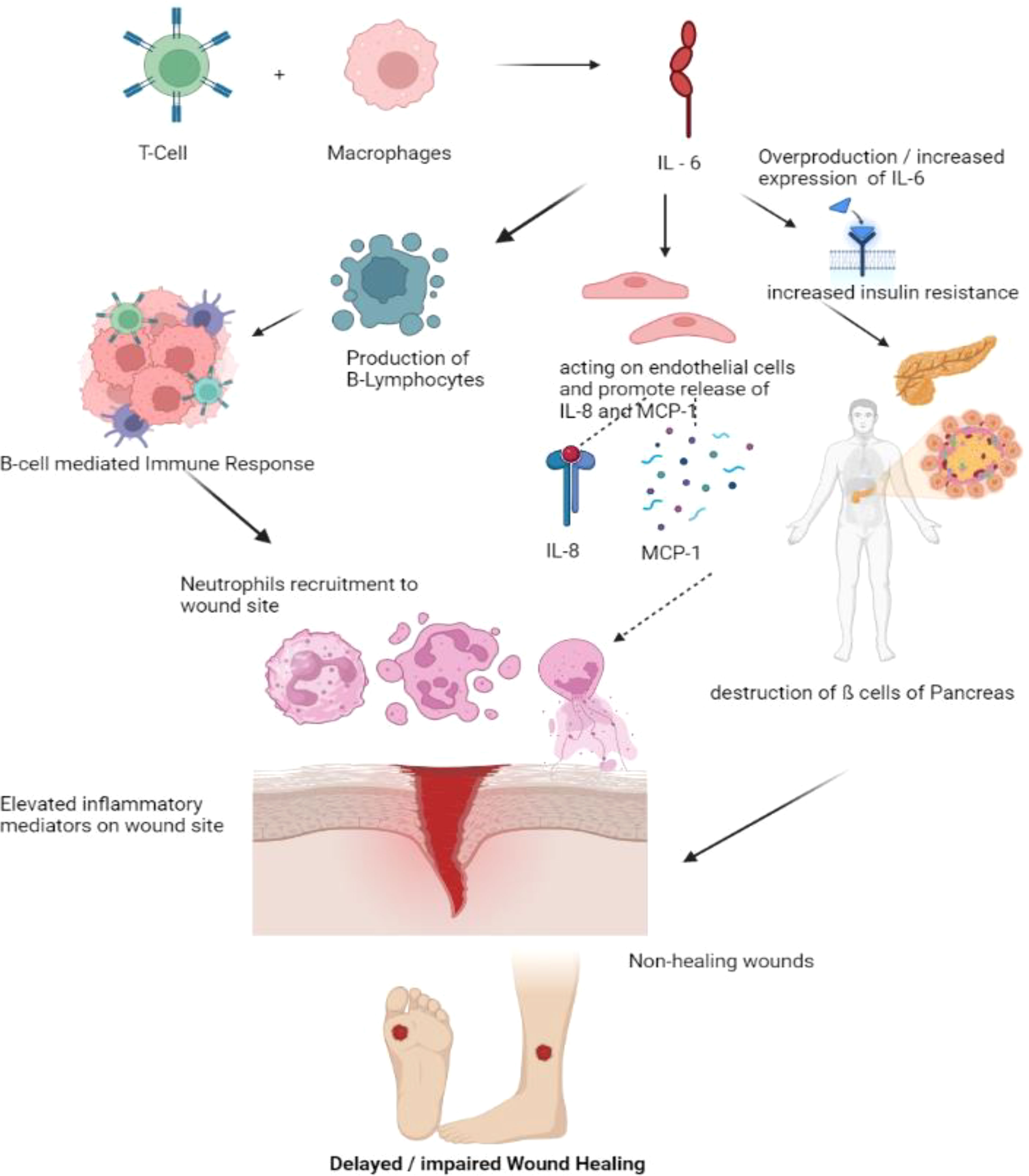 Frontiers  Exploring the contribution of pro-inflammatory cytokines to  impaired wound healing in diabetes