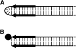 www.frontiersin.org