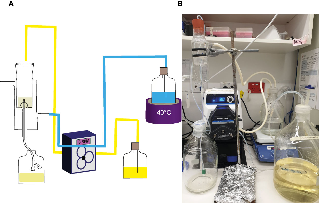 Frontiers | N-acetylcysteine prevents catheter occlusion and