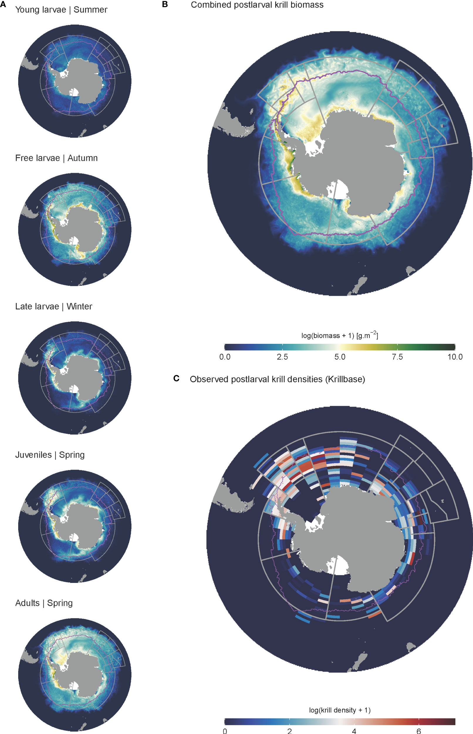 Frontiers KRILLPODYM a mechanistic, spatially resolved model of