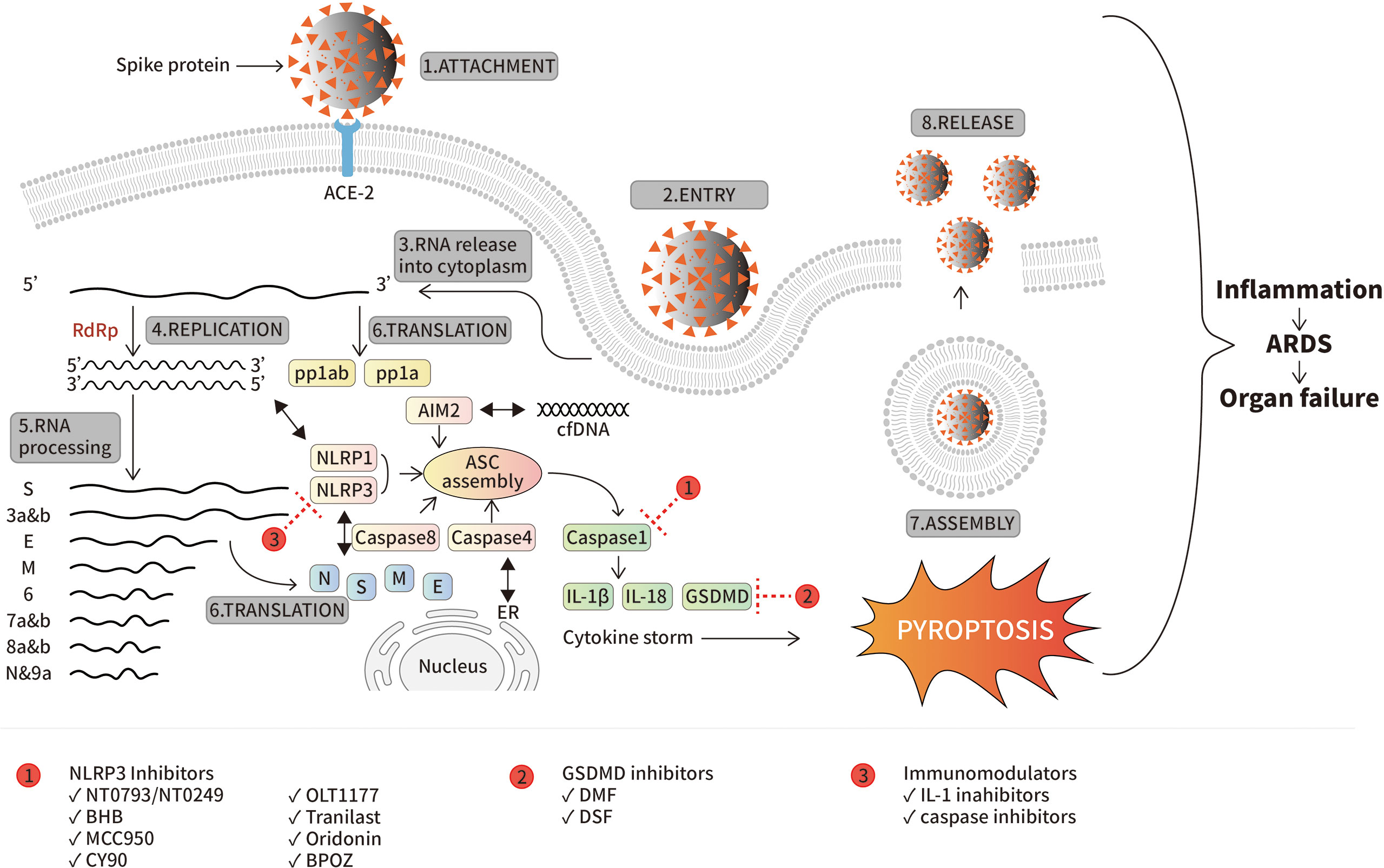 Frontiers  Inflammasomes during SARS-CoV-2 infection and development of  their corresponding inhibitors