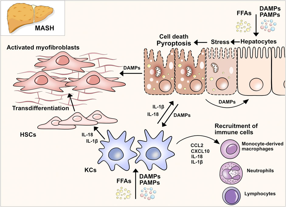 Frontiers | Pyroptosis and gasdermins—Emerging insights and
