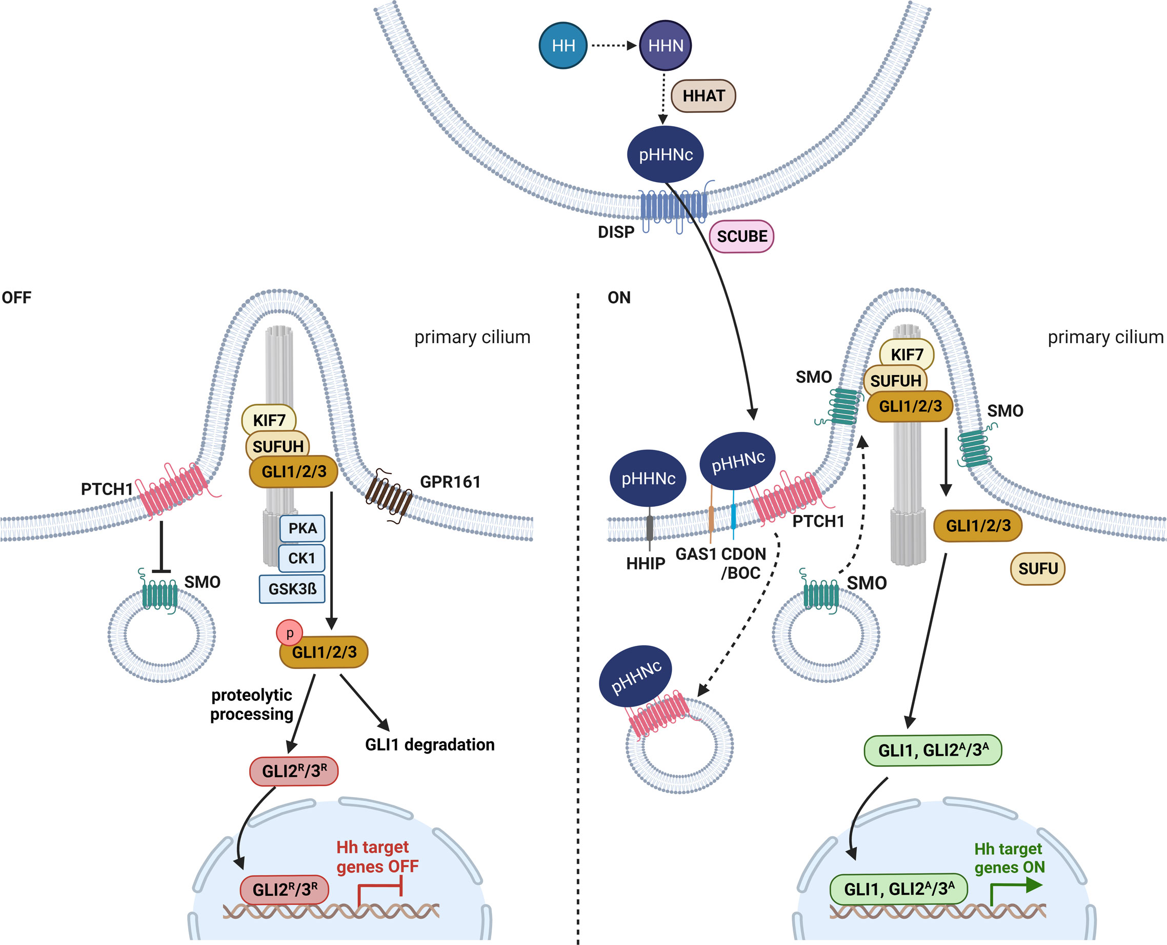 Frontiers The hidden hedgehog of the pituitary hedgehog signaling in development, adulthood and disease of the hypothalamic-pituitary axis