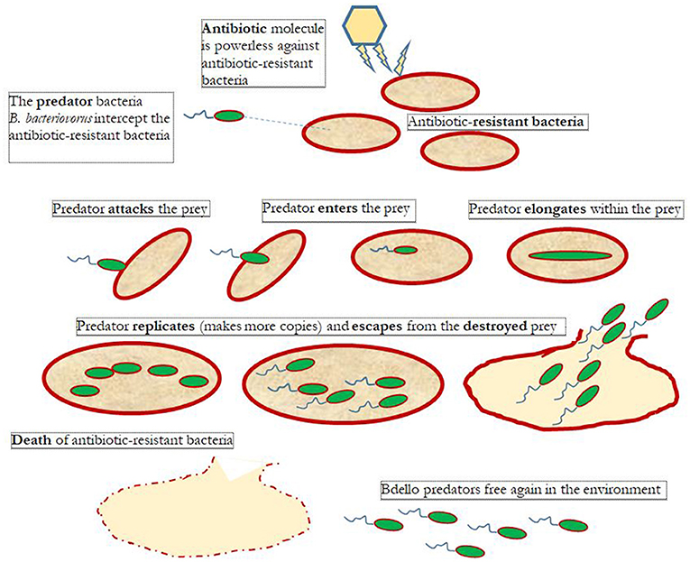 Figure 2 - Bdello (green ovals) enters into the cell of the harmful bacteria (red ovals), replicates within it and comes out destroying the harmful bacterial prey.