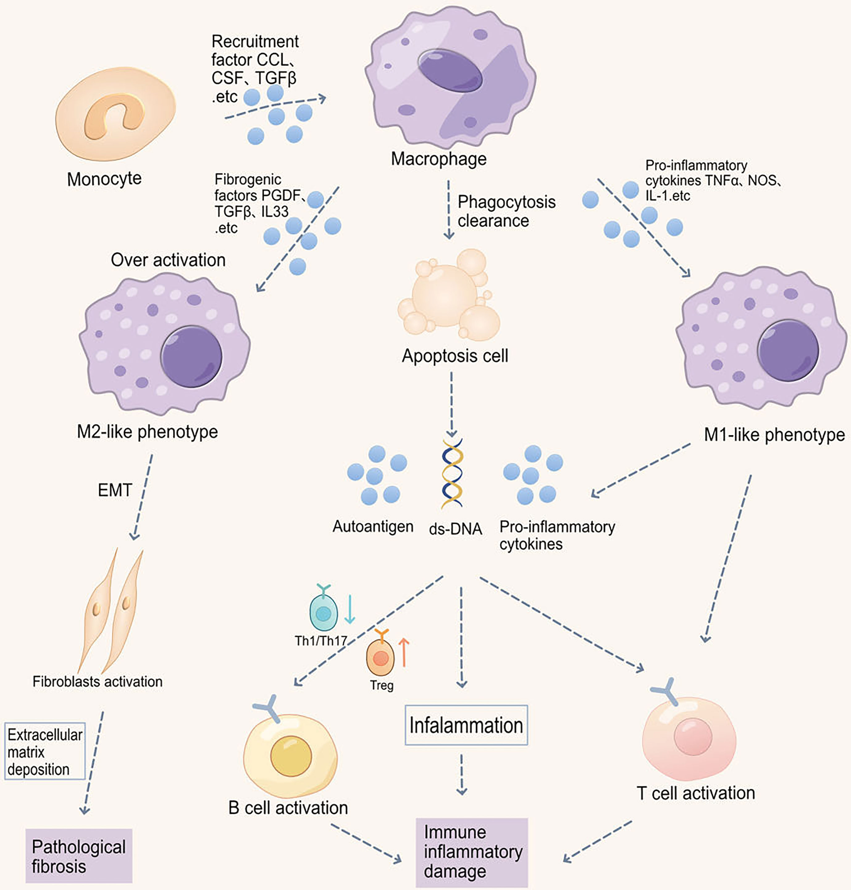 Metabolism of tissue macrophages in homeostasis and pathology