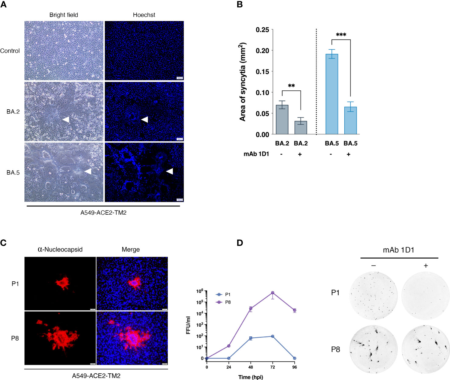 Study: Omicron evades some but not all monoclonal antibodies