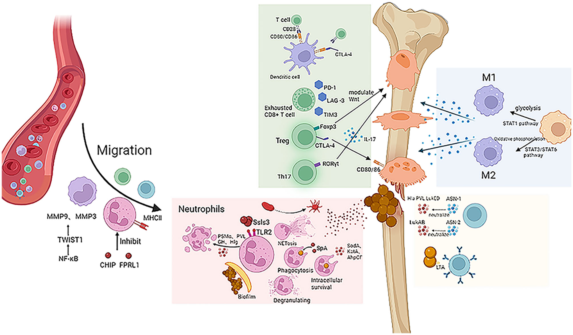 Staphylococcus aureus bacteria turns immune system against itself