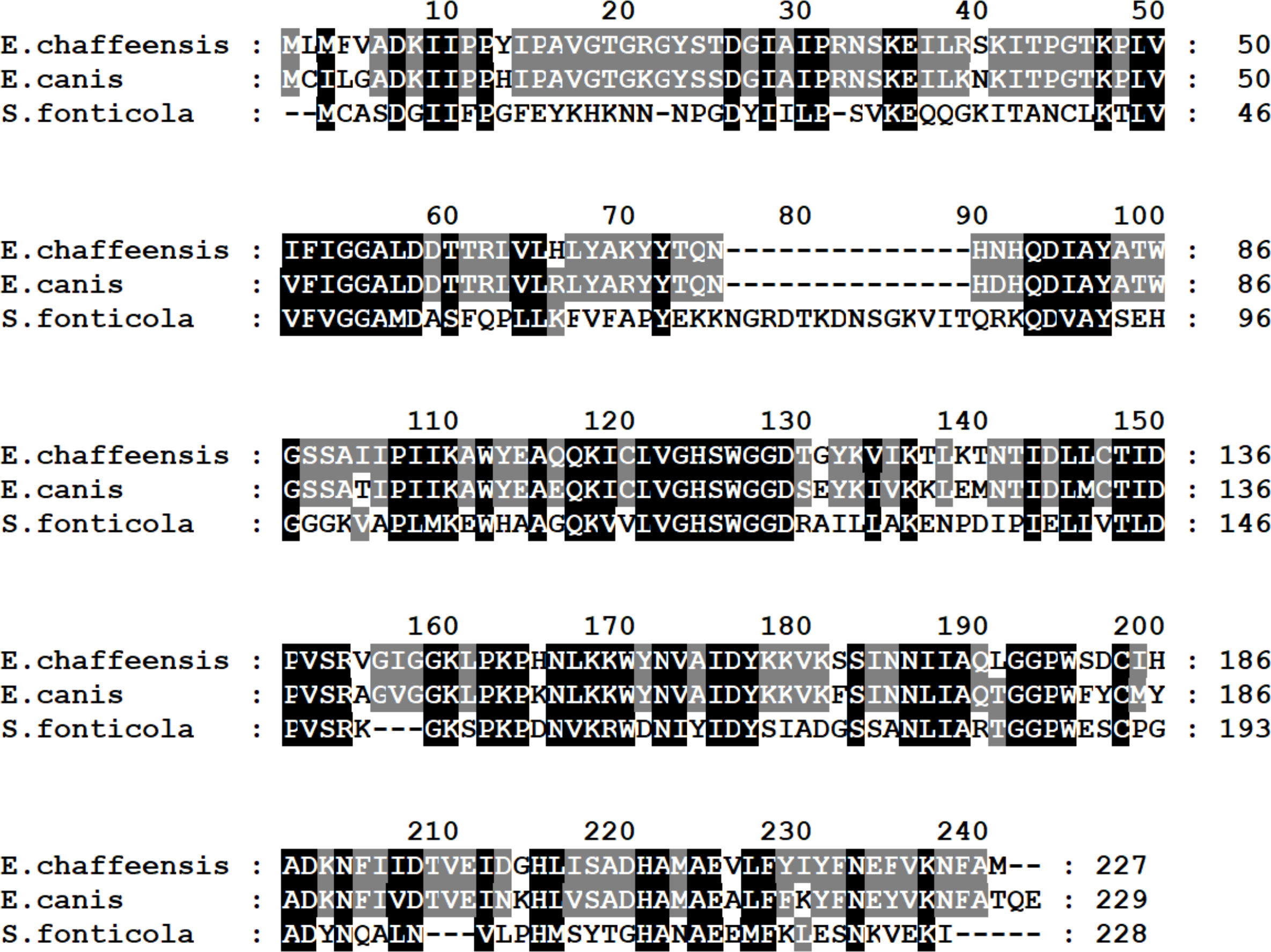 Frontiers  Multiple Ehrlichia chaffeensis genes critical for persistent  infection in a vertebrate host are identified as nonessential for its  growth in the tick vector; Amblyomma americanum