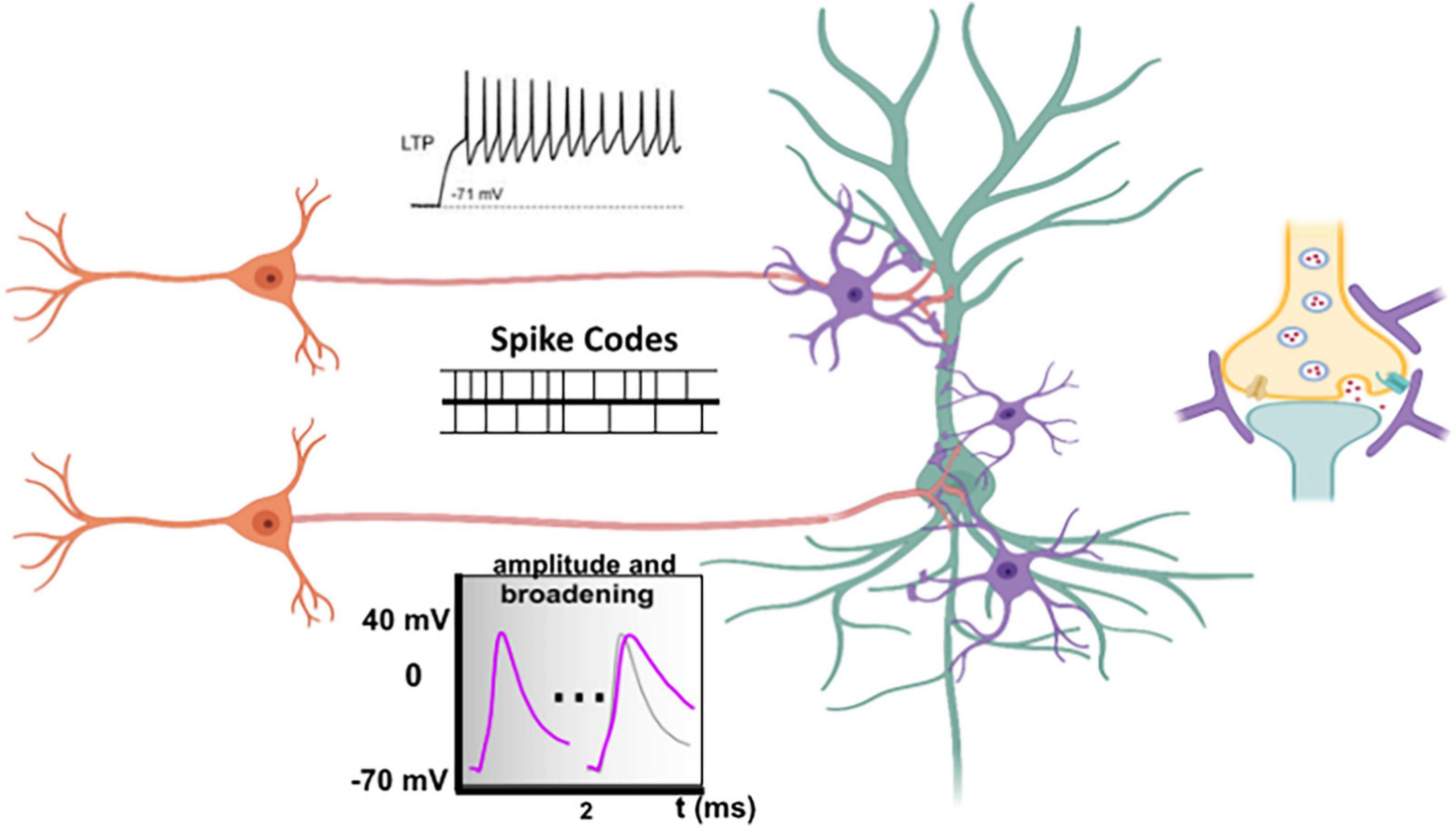 The fractal brain, from a single neuron's perspective - The Source