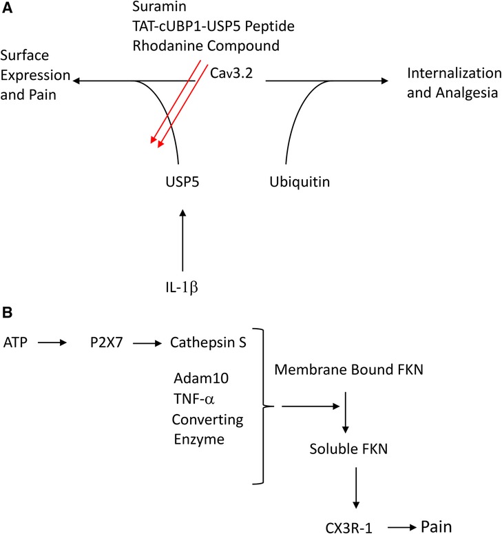 Genome-wide association study of nociceptive musculoskeletal pain treatment  response in UK Biobank