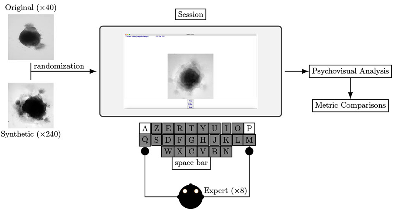 Frontiers  The Attentive Cursor Dataset