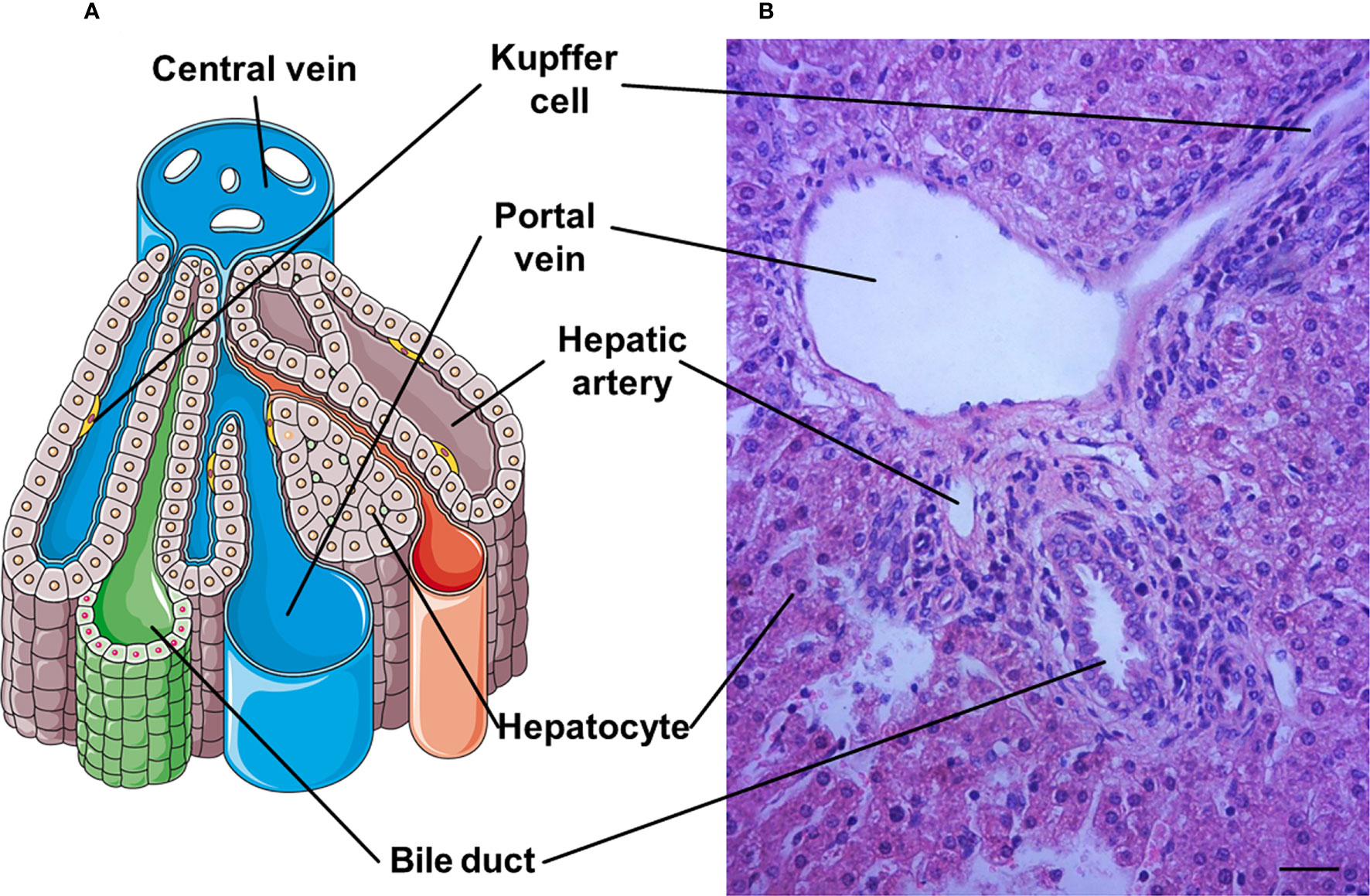 Portal Triad Central Vein