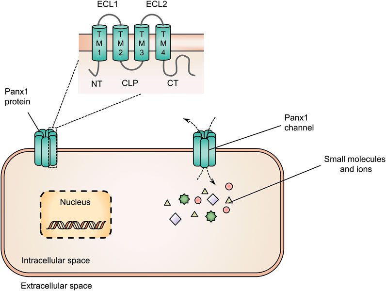 Frontiers  Pannexin1 channels in the liver: an open enemy