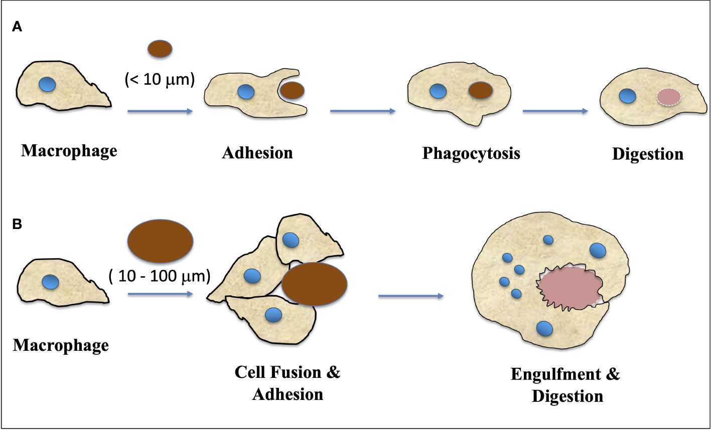 Frontiers  Giant cells: multiple cells unite to survive