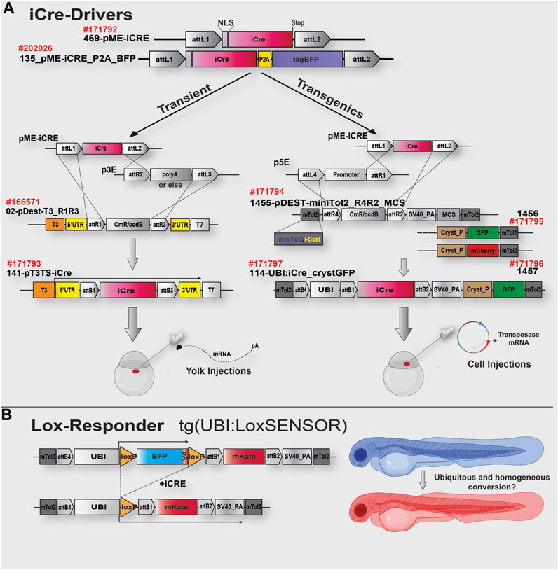 Addgene: pME-Cas9