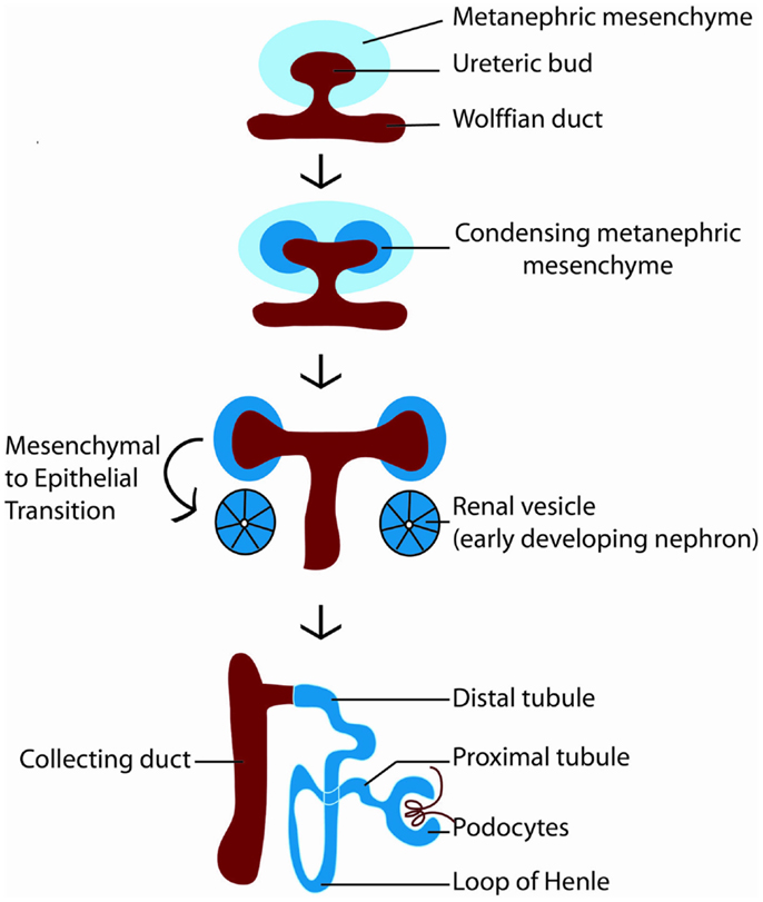 Frontiers | The Regulation of Apoptosis in Kidney Development