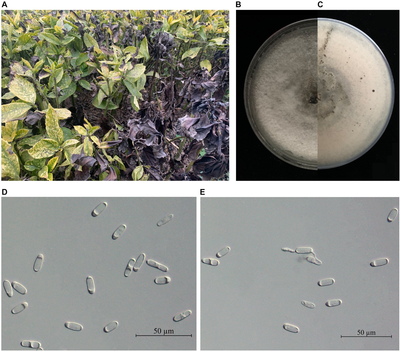 Disposable Frying Pan - SUNG CHANG INDUSTRY