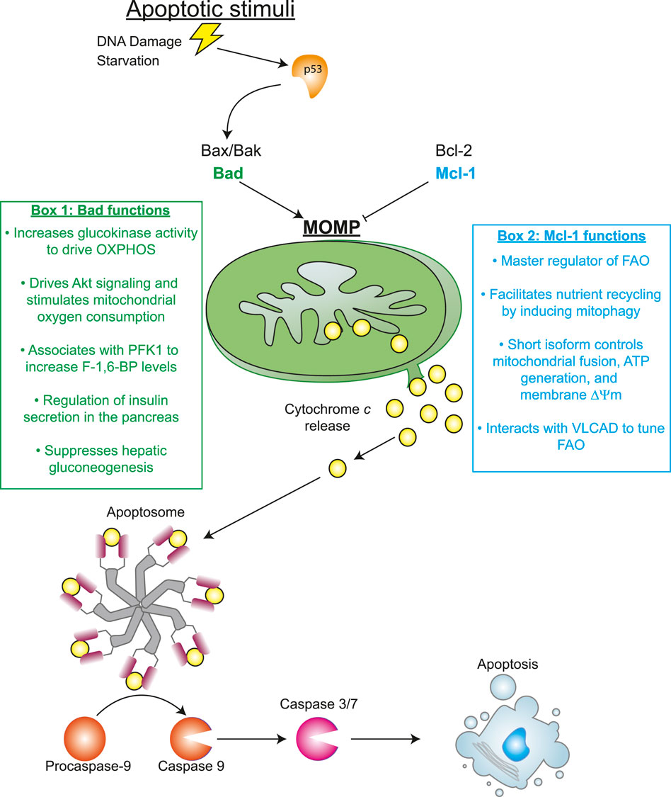 A. In cancer cells, excessive production of BCL-2 sequesters and