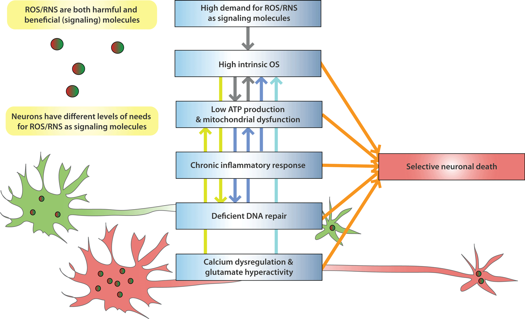 Frontiers  Experimental Social Stress: Dopaminergic Receptors, Oxidative  Stress, and c-Fos Protein Are Involved in Highly Aggressive Behavior