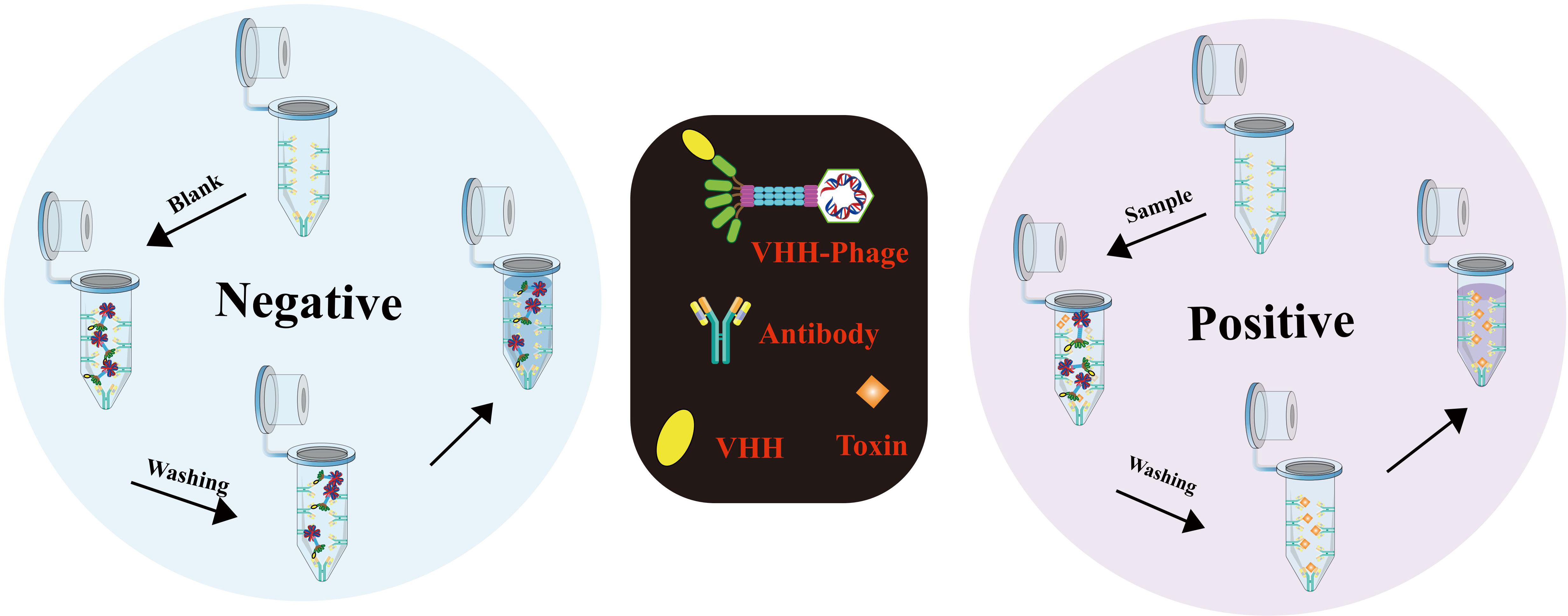 Antibody technical breakthrough - Innovative antibodies against haptens and  transmembrane proteins