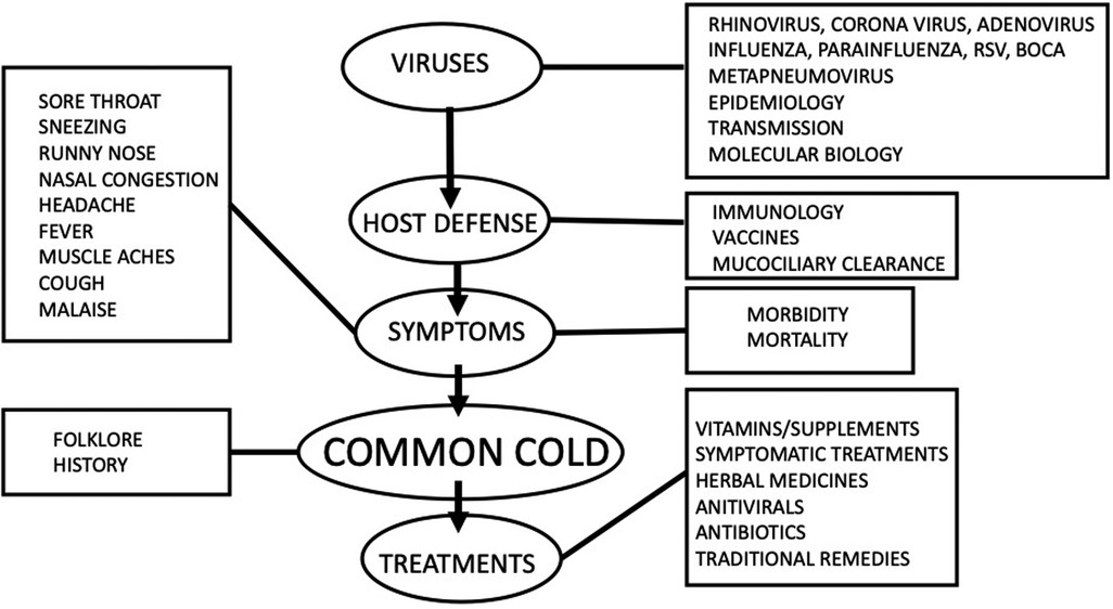 Frontiers Common cold