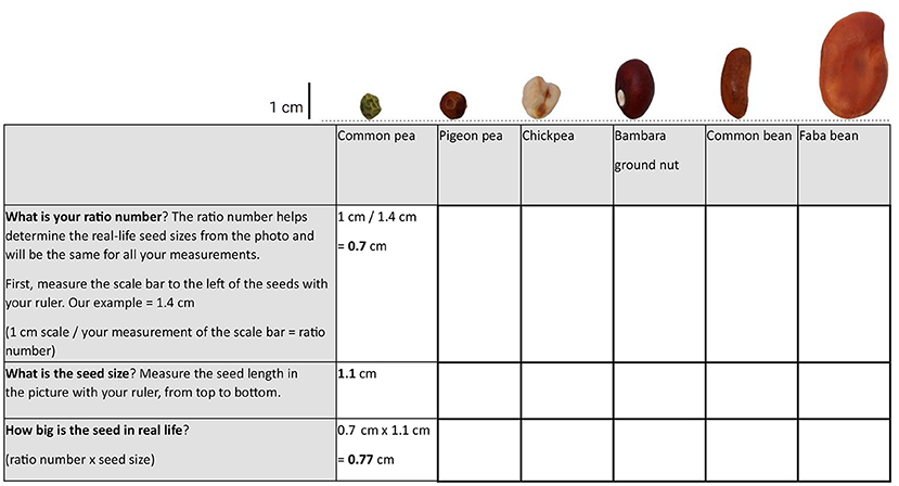 Figure 1 - Figuring out the real-life sizes of legume seeds.