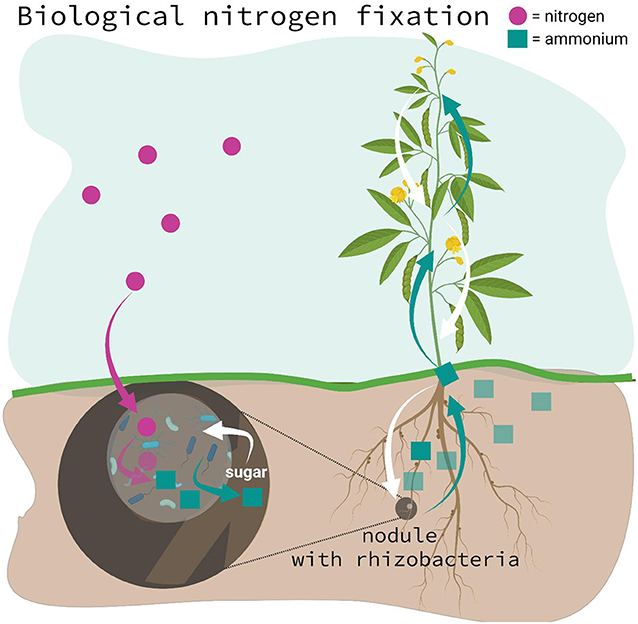 Figure 2 - Biological nitrogen fixation is like a superpower that some tiny organisms, called nitrogen-fixing bacteria (or rhizobacteria) have.