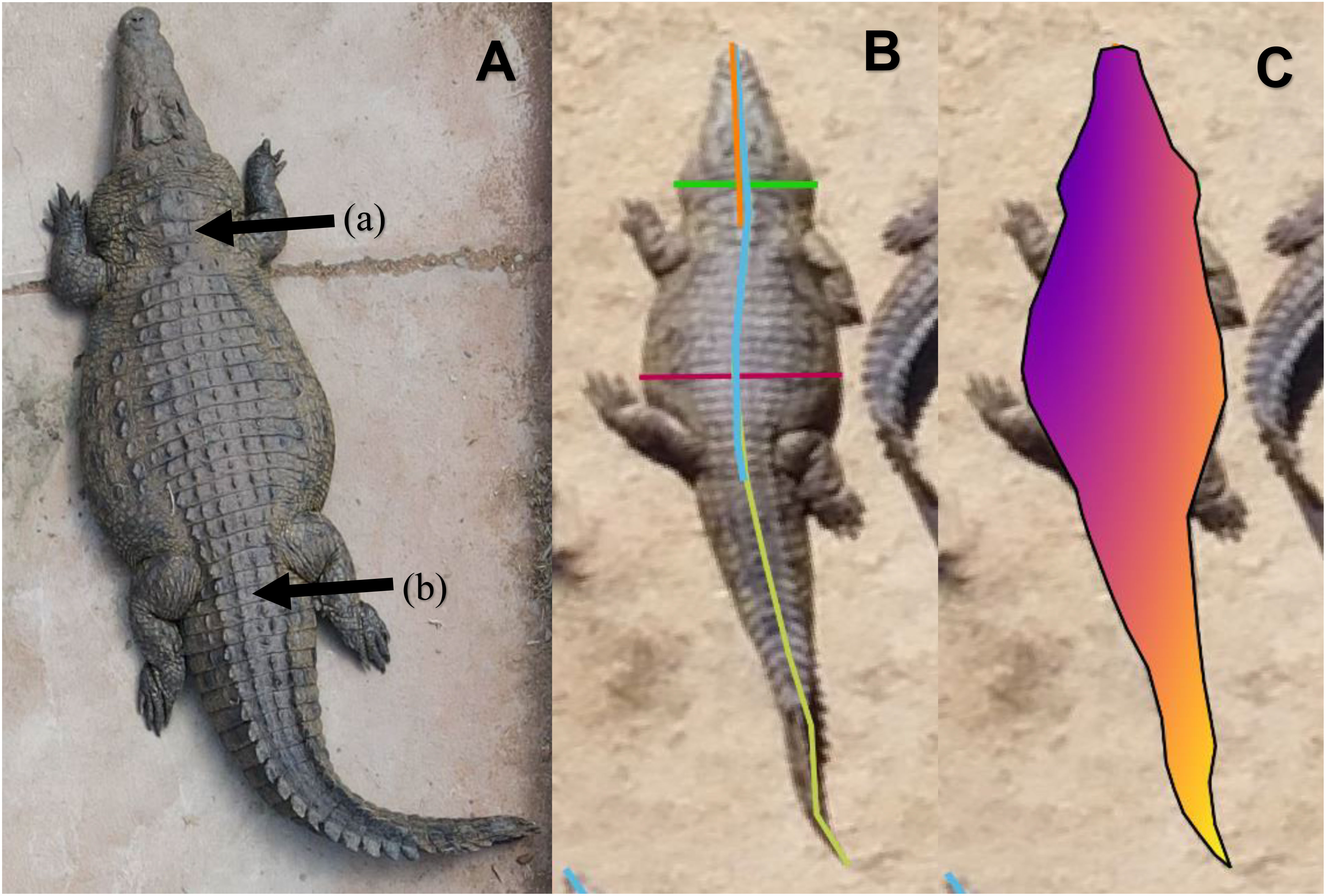 Defining Qualities of Crocodile & Alligator Skin