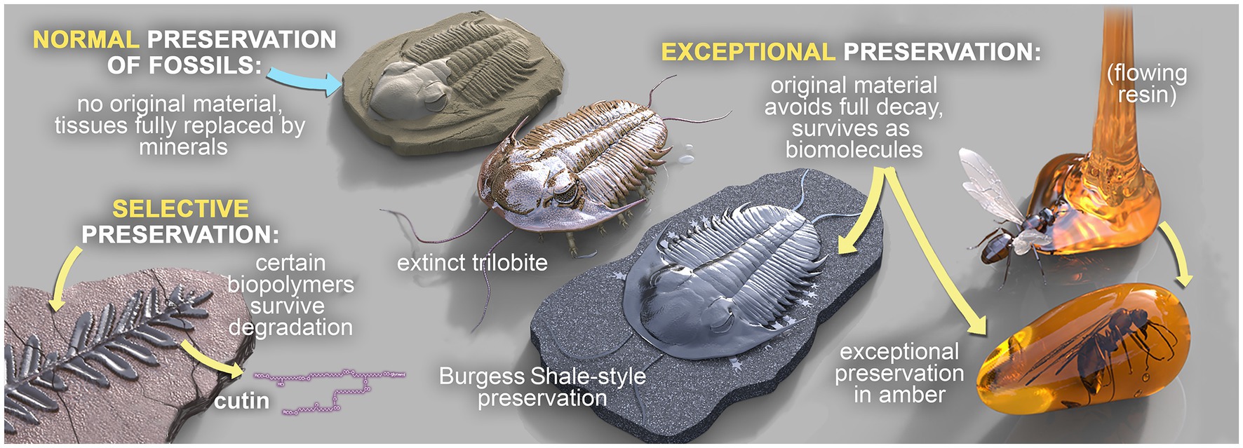 Frontiers  Microbially mediated fossil concretions and their  characterization by the latest methodologies: a review