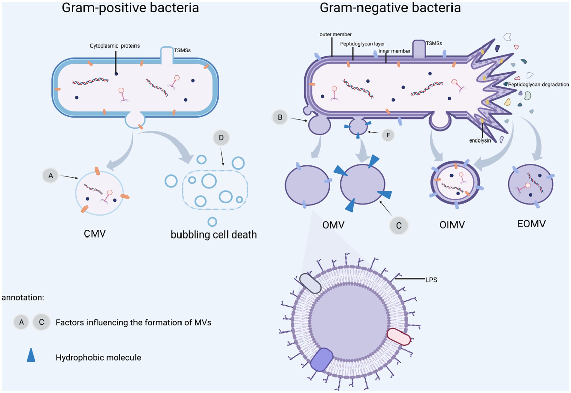 Frontiers Microbe host Interactions Structure And Functions Of Gram