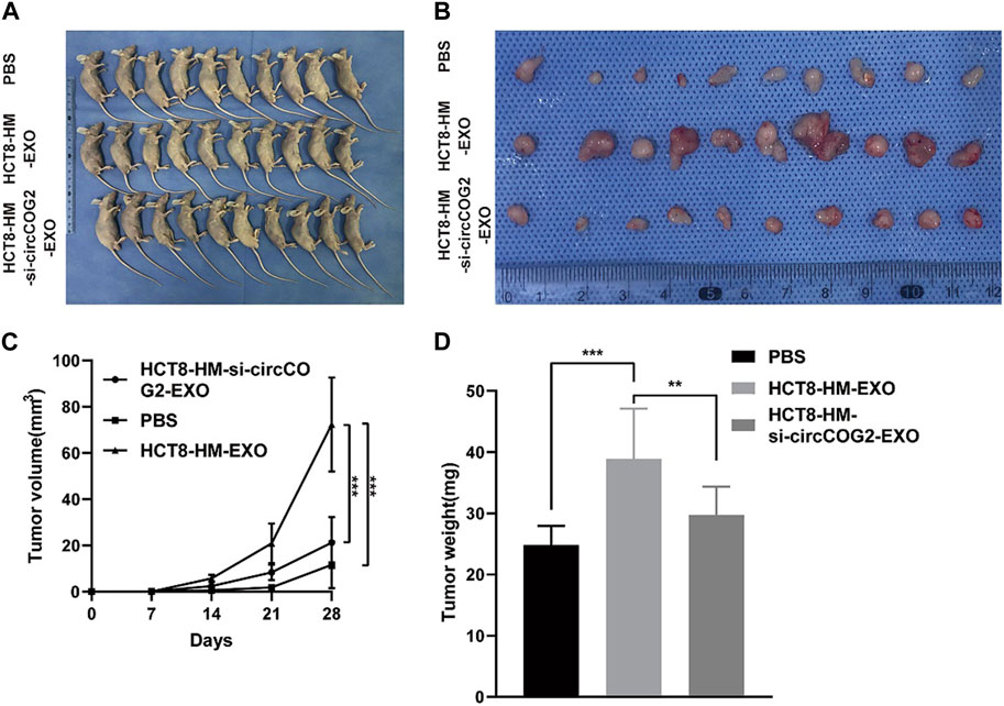 Further insights for the role of Morin in mRTBI: Implication
