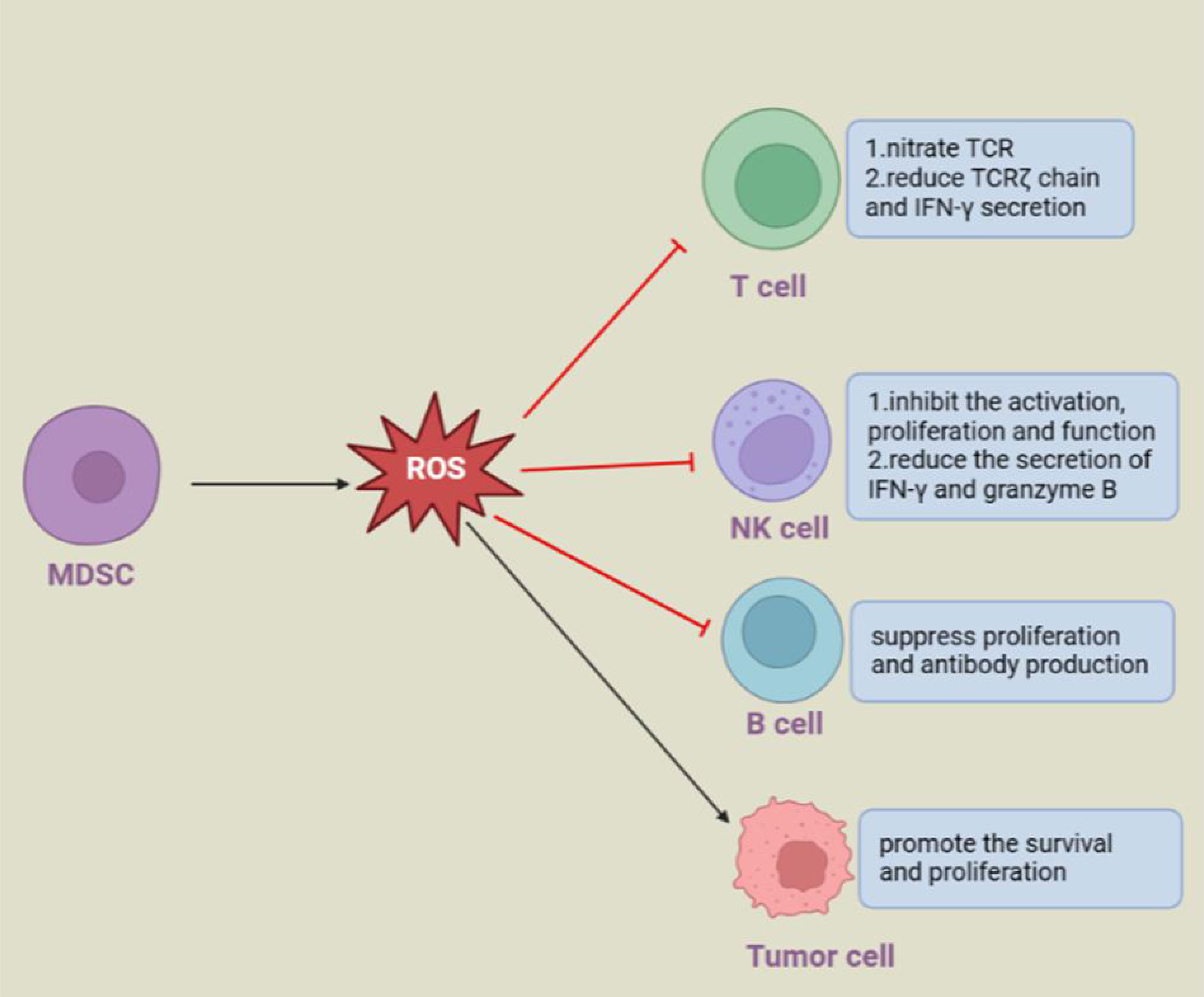 The suppressive functions of Rora in B lineage cell proliferation