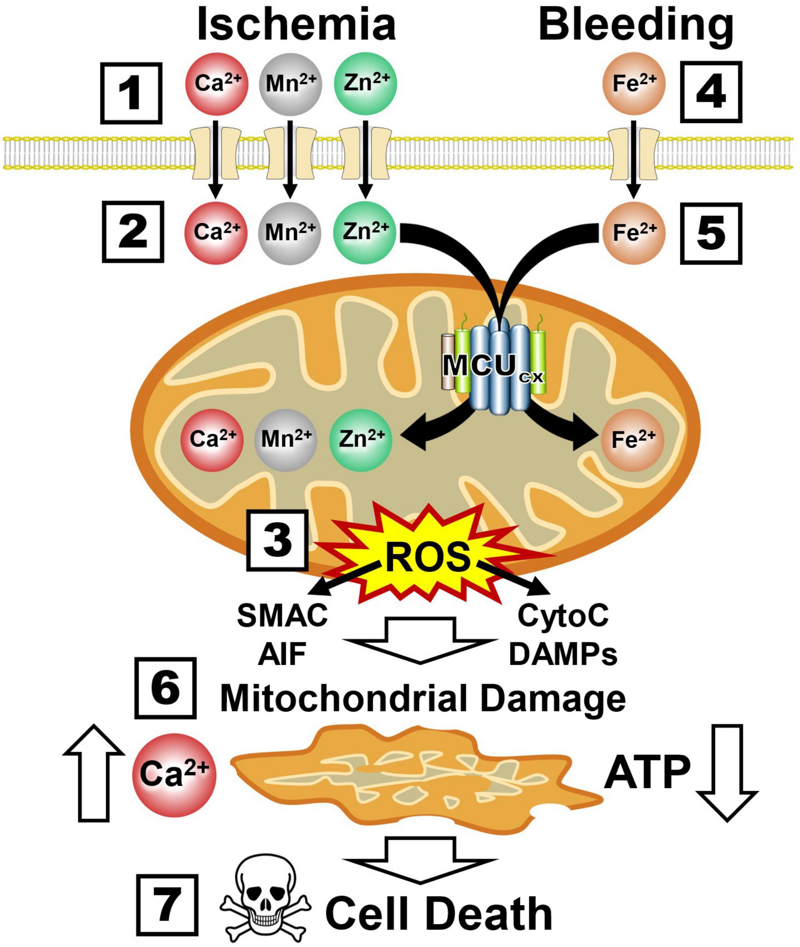 Frontiers | Preserving and enhancing mitochondrial function after Frontiers | Preserving and enhancing mitochondrial function after