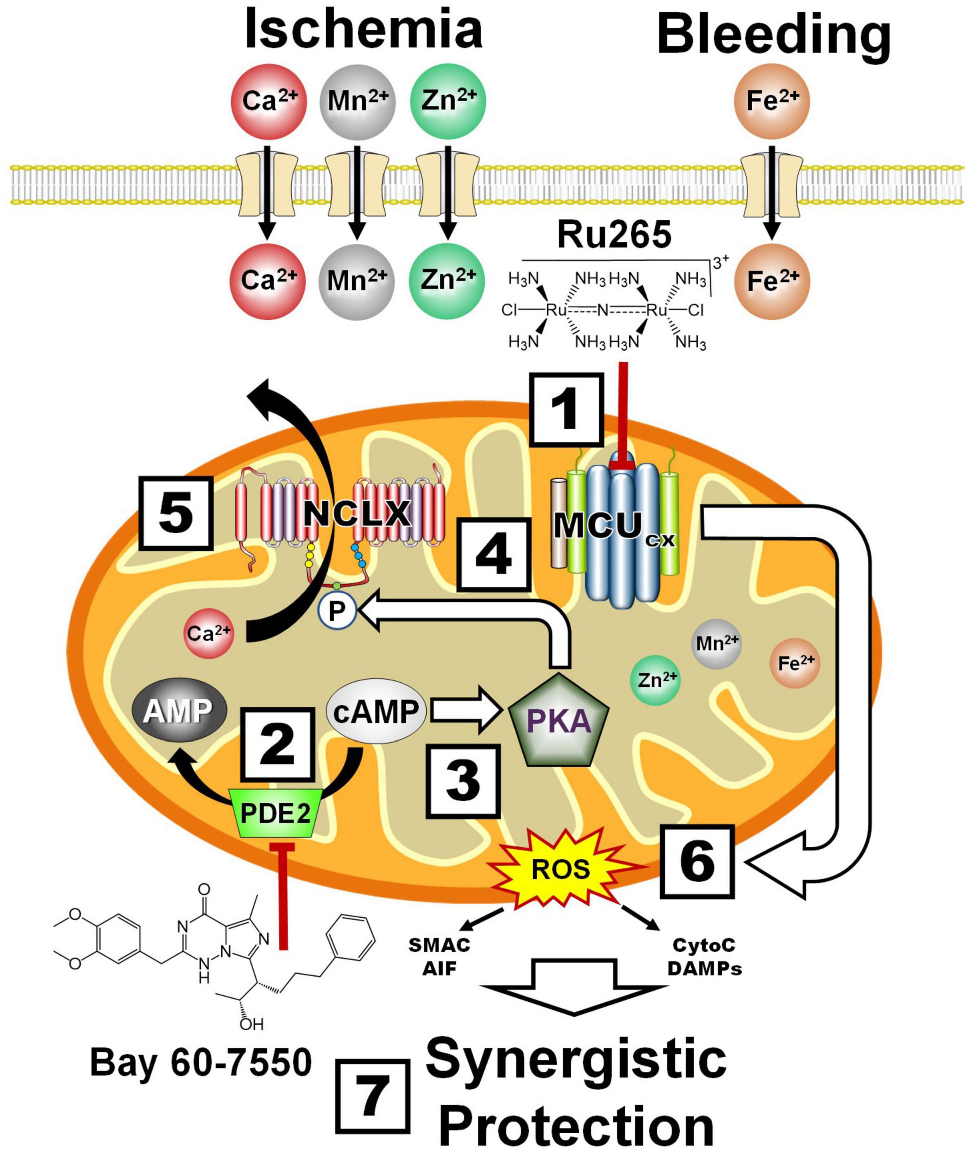 Frontiers | Preserving and enhancing mitochondrial function after 