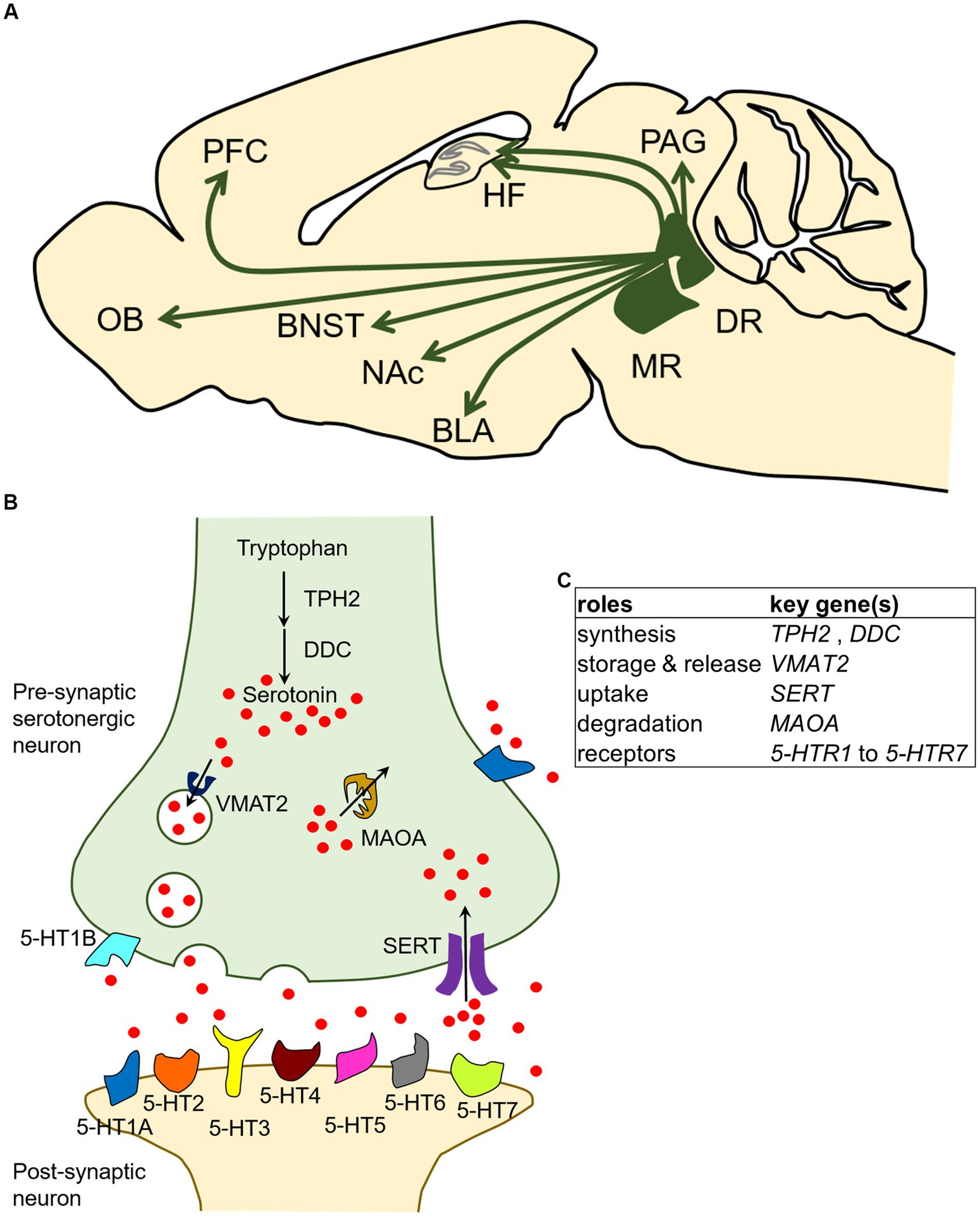 Frontiers | Molecular biology of serotonergic systems in avian brains