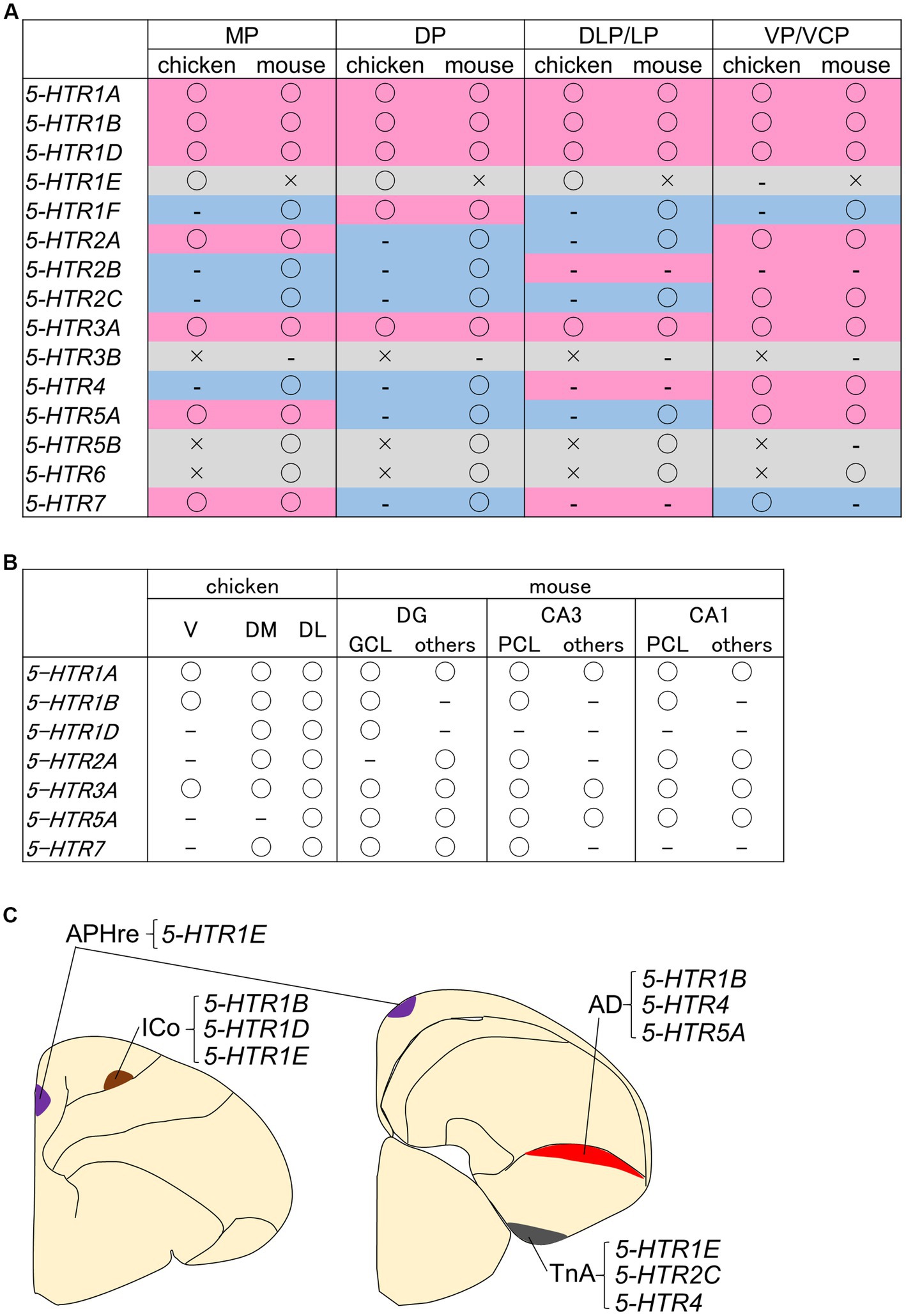 Frontiers | Molecular biology of serotonergic systems in avian brains
