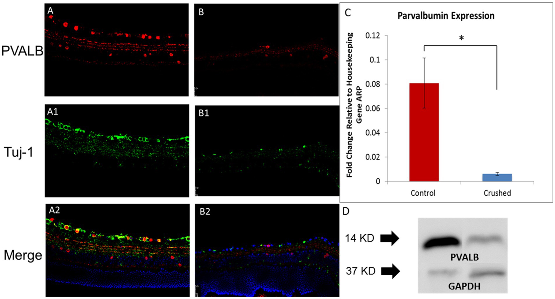 Frontiers  Exploring the Retinal Binding Cavity of