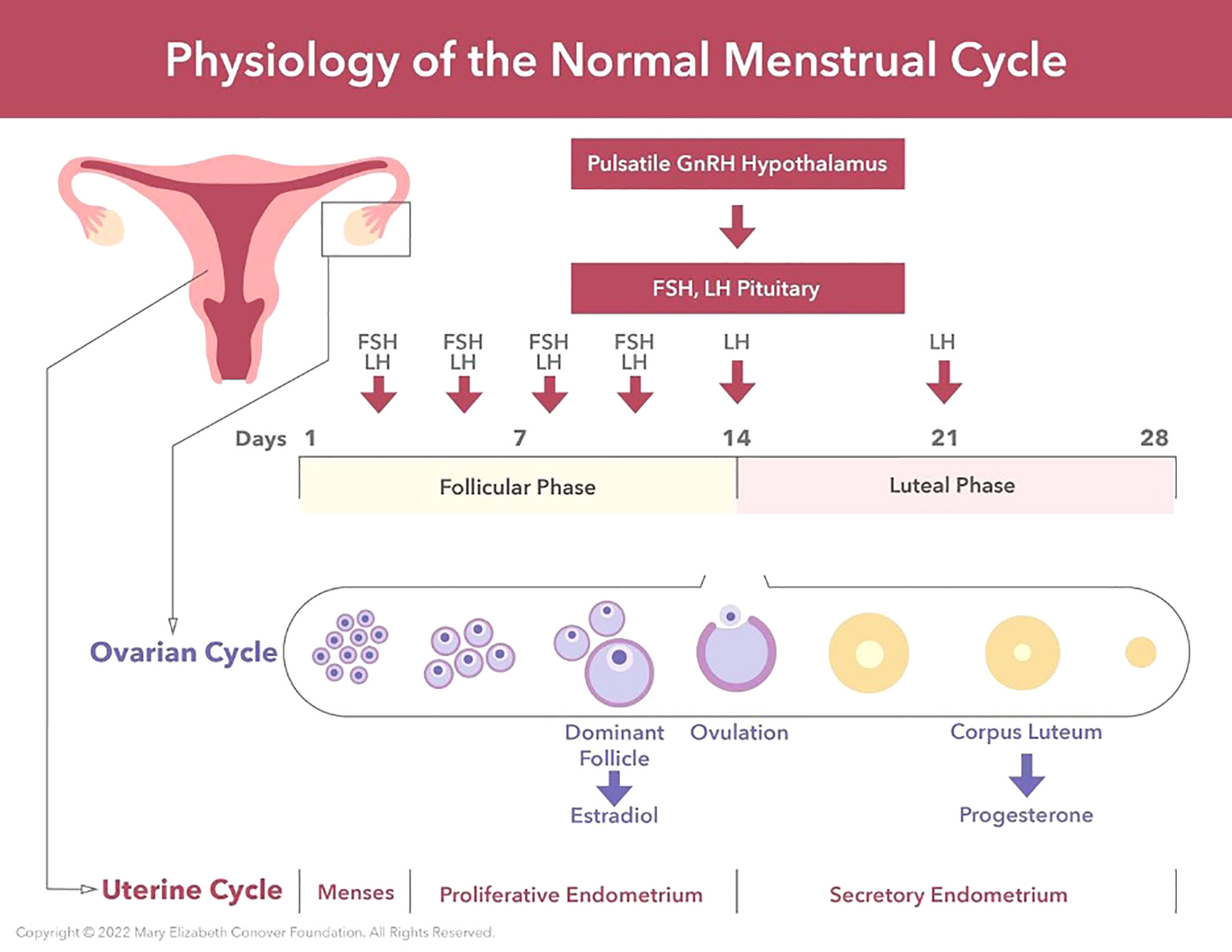 Short luteal phase after chemical - Trying to Conceive, Forums