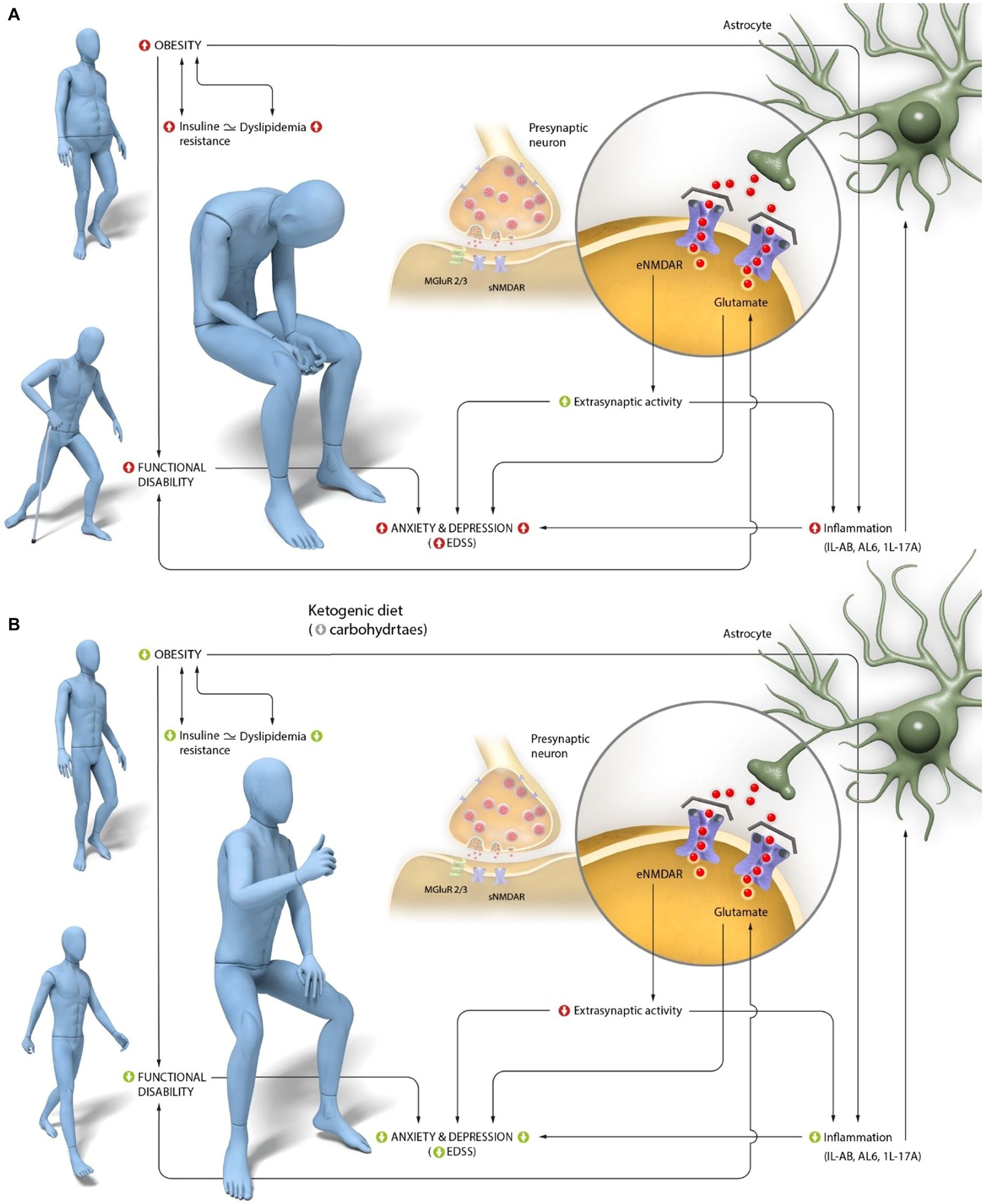 Glutamate Excitotoxicity: The Brain, The Nervous System & Nutritional  Solutions – Metabolic Healing