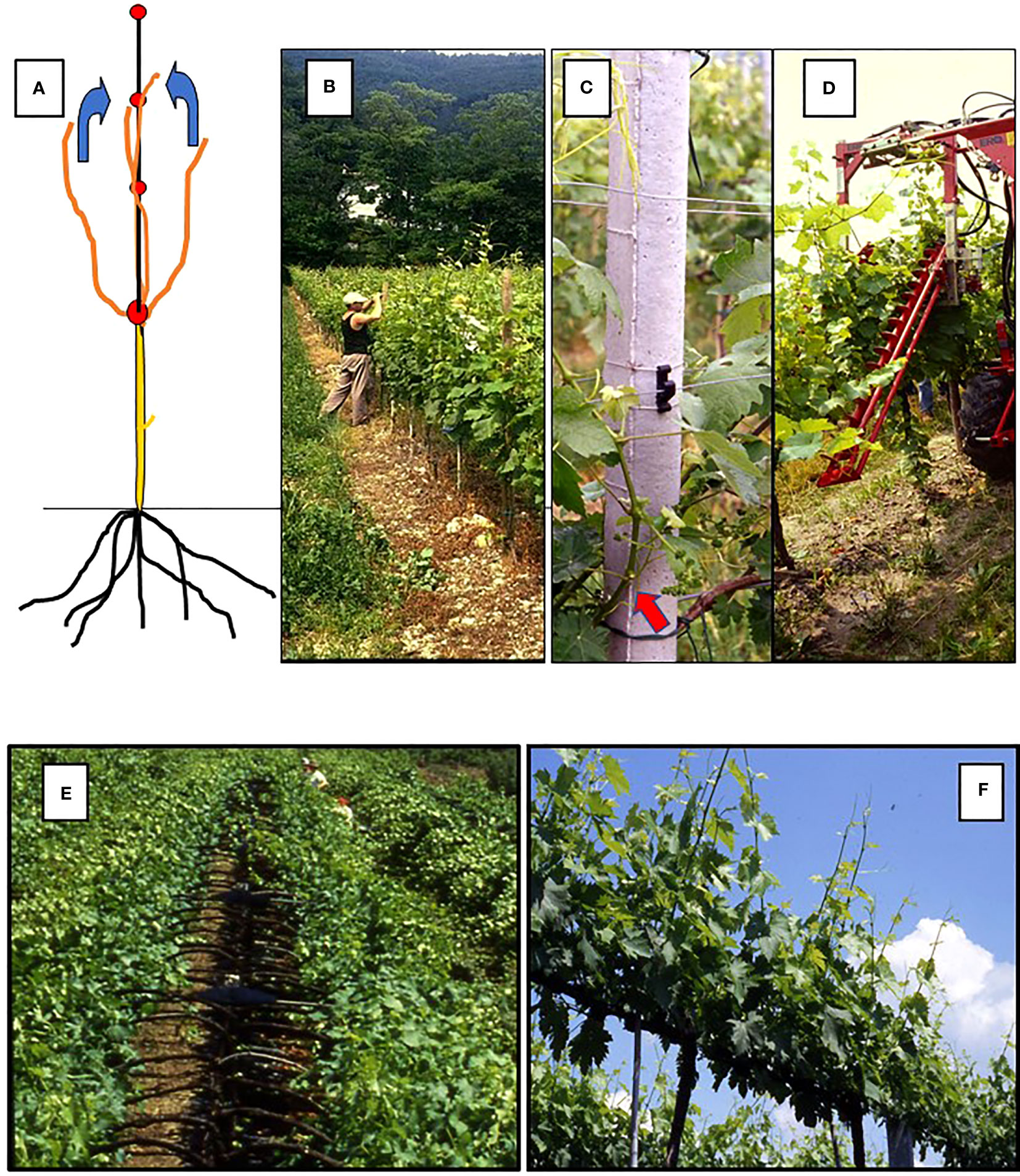 Examining the Effects of Vine Vigor on Grapes