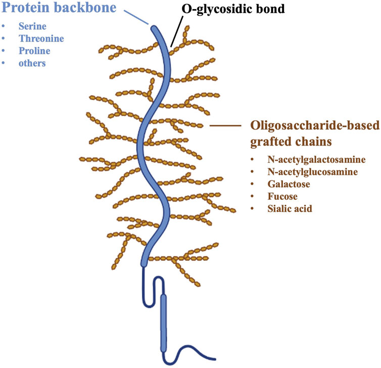 Frontiers Mucoadhesive polymers in substancebased medical devices functional ingredients or