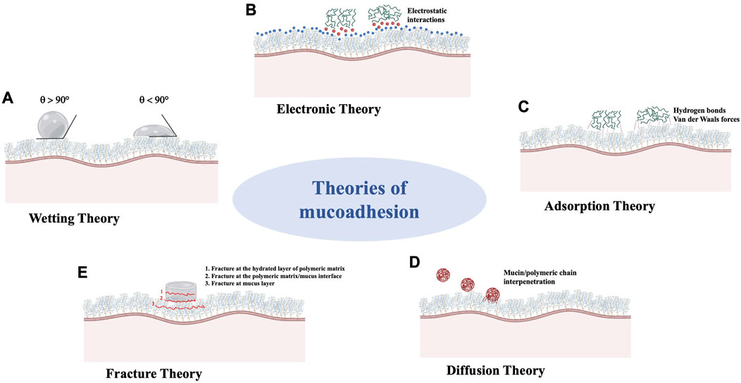 Frontiers Mucoadhesive polymers in substancebased medical devices functional ingredients or