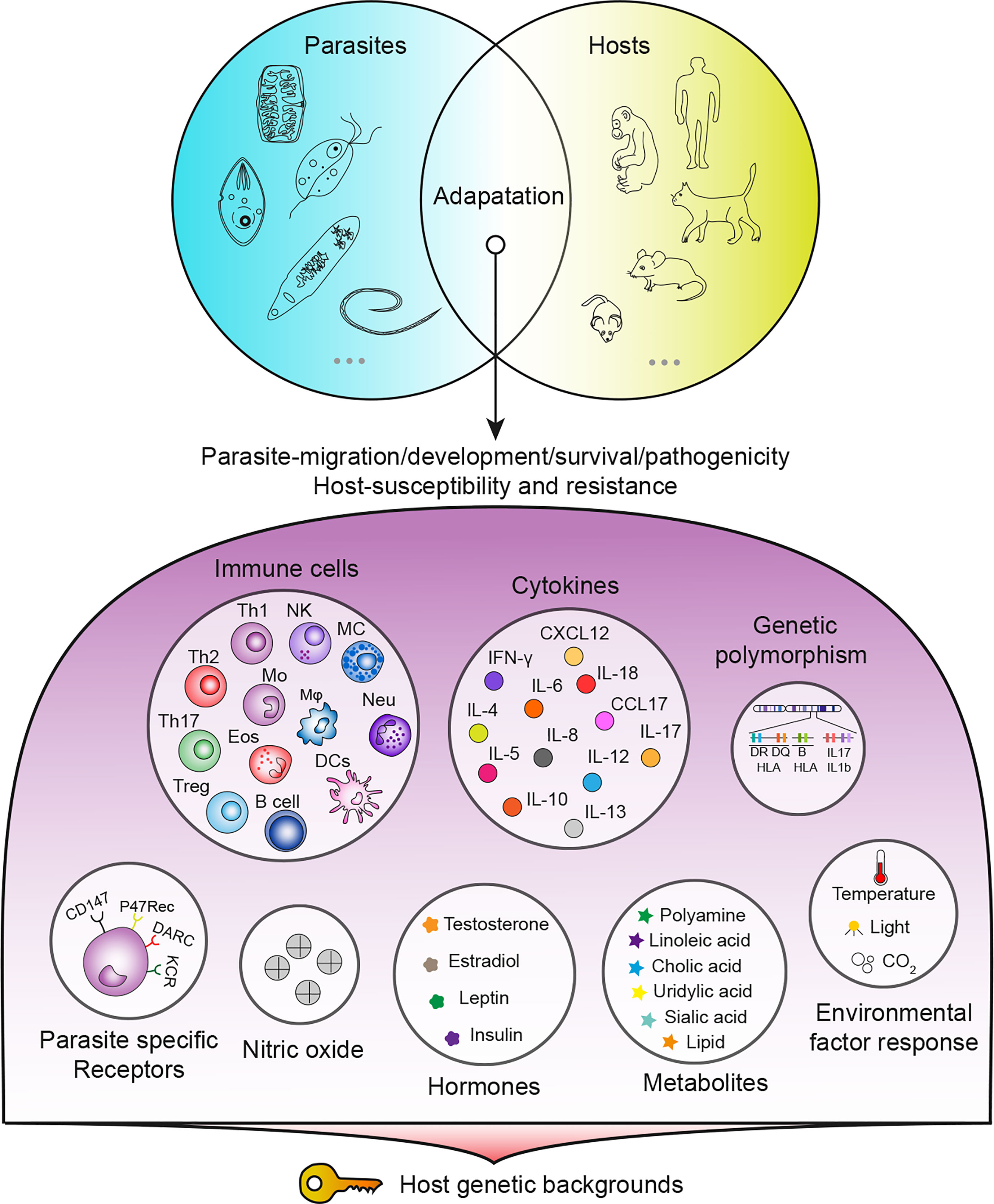 Frontiers  Host genetic backgrounds: the key to determining parasite-host  adaptation