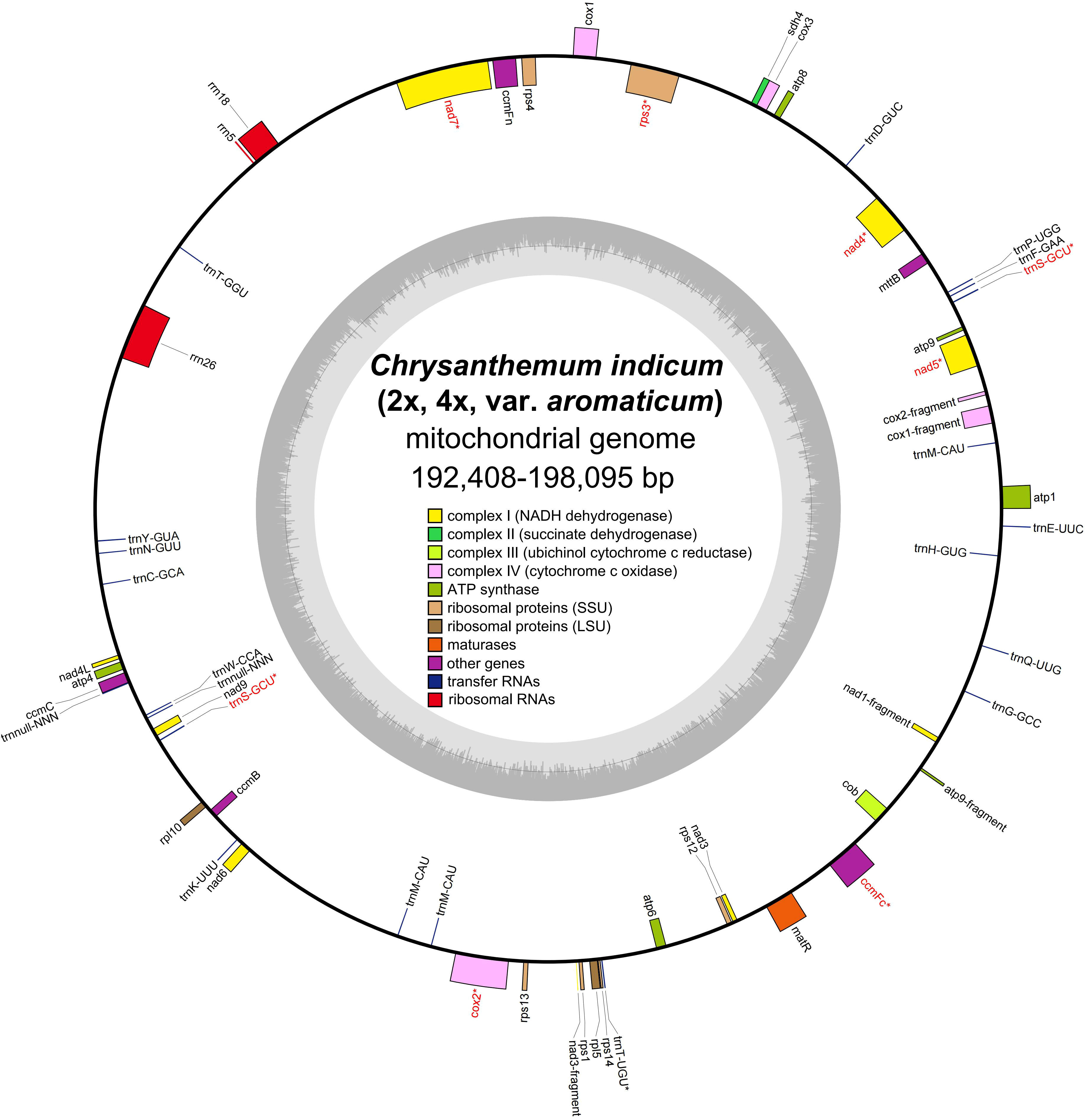 Schematic phylogenetic relationships of mitochondria and