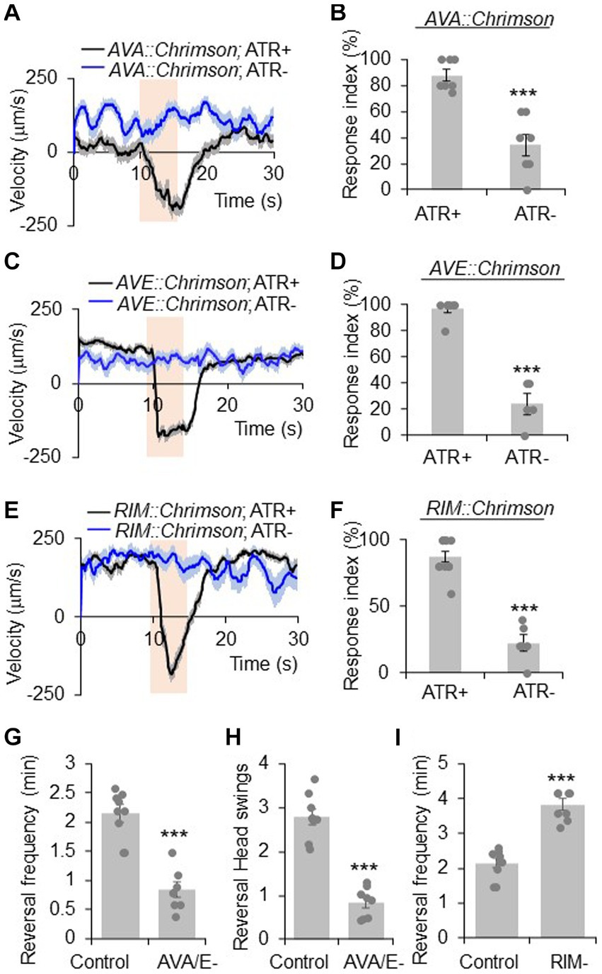 Frontiers  A C. elegans neuron both promotes and suppresses motor behavior  to fine tune motor output
