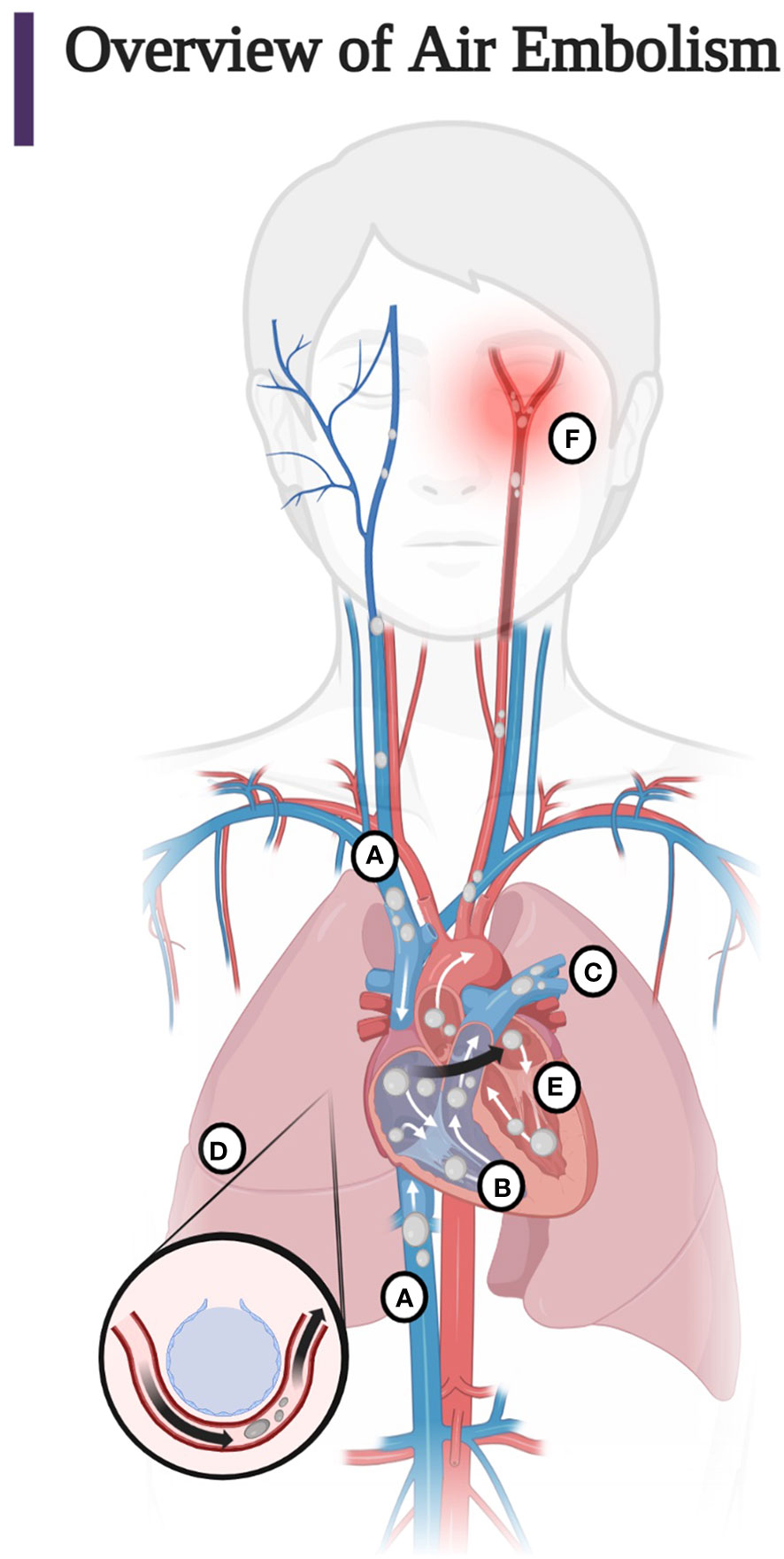 An American text-book of physiology . Fig. 219.Diagram explaining