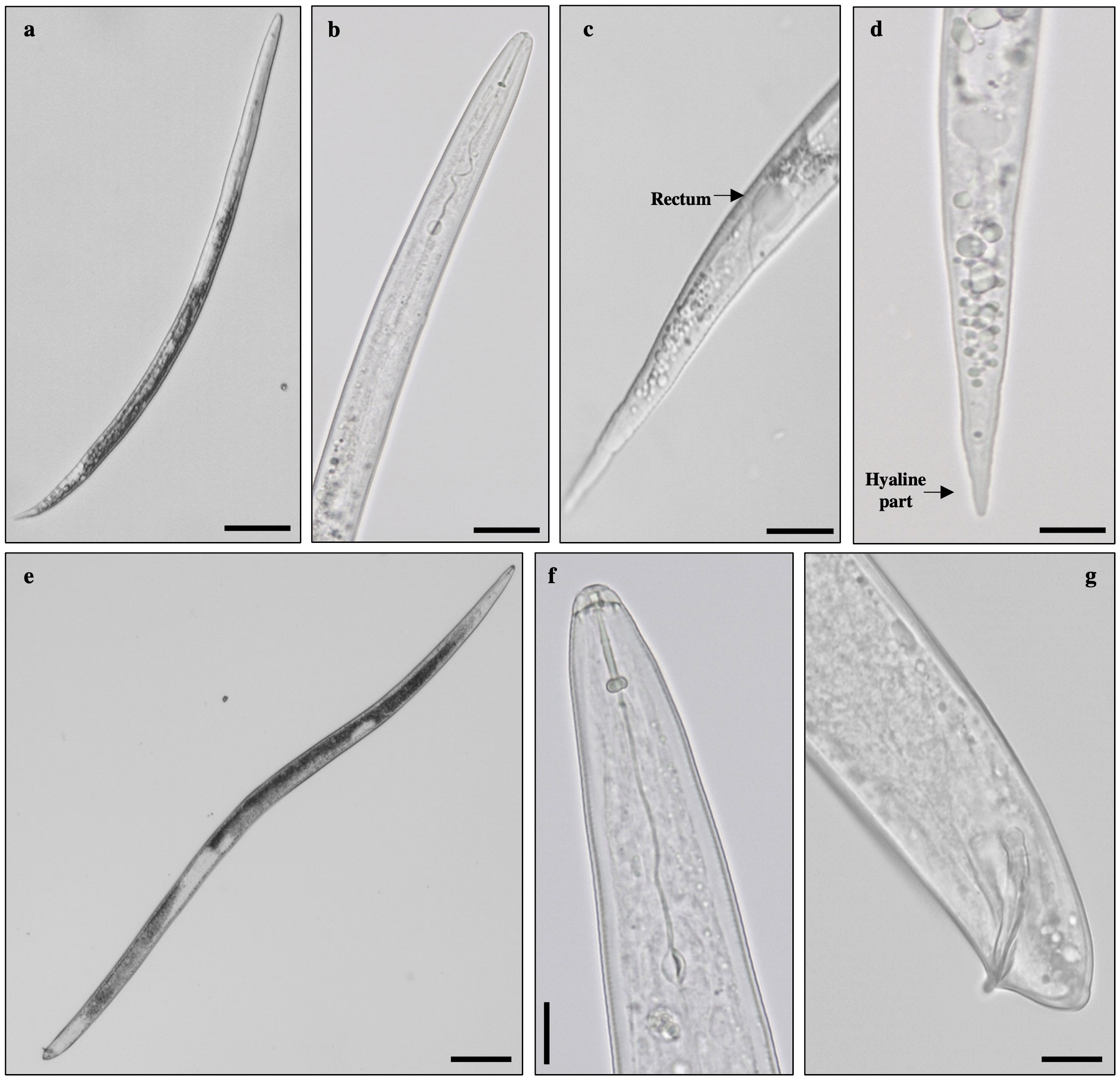 Systematics of Root-knot Nematodes (Nematoda: Meloidogynidae)