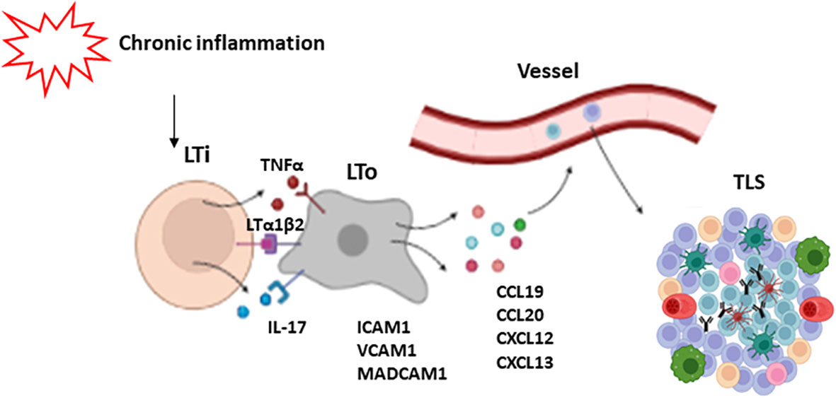 Tertiary lymphoid structures generate and propagate anti-tumor