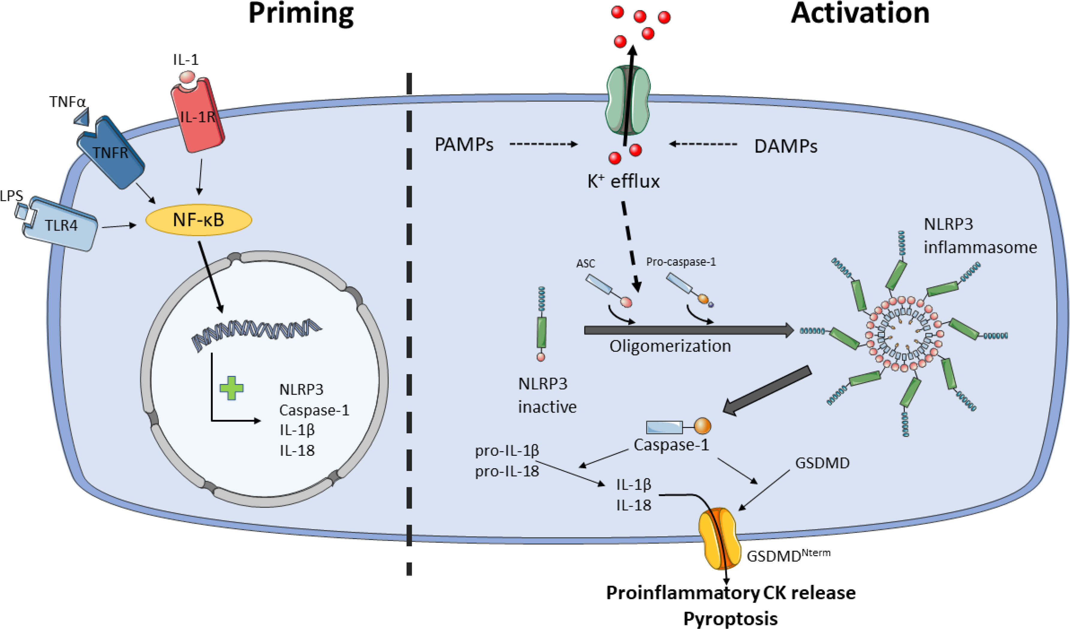 Therapeutic modulation of inflammasome pathways - Chauhan - 2020